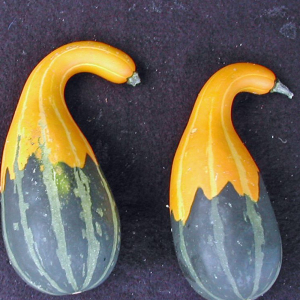 Spoon Gourd Cucurbita Pepo Small Spoon Seeds