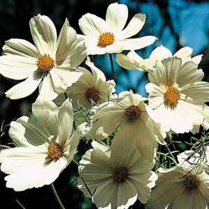 Cosmos Bipinnatus 'Purity' Seeds
