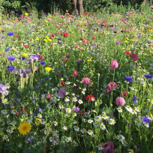 Mix 150 70/30 Wildflower Meadow for Embankment & Slopes