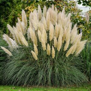 White Pampas Grass Cortaderia Selloana Seeds