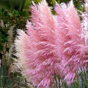 Pink Pampas Grass Cortaderia Selloana Seeds