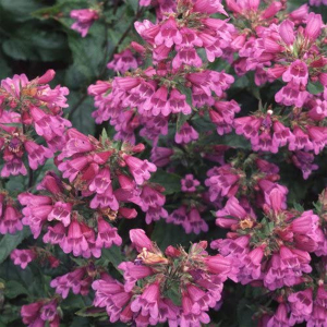 Penstemon Lyallii Seeds