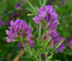 Lucerne Alfalfa Seeds Coated with Rhizobium
