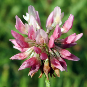 Alsike Dawn Clover Trifolium Hybridum Seed