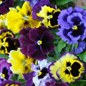 Pansy Frizzle Sizzle Mixed Viola Wittrockiana Seeds