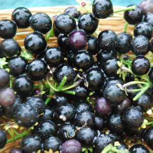 Wonderberry Solanum x Burbankii Seeds
