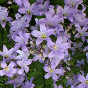 Campanula Lactiflora Pritchard's Variety Milky Bellflower Seeds