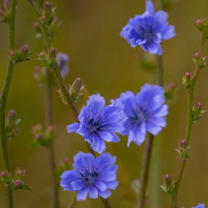 Common Chicory Cichorium Intybus Perennial Seeds