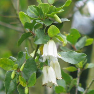 Crinodendron Patagua Chilean Lantern Tree Seeds