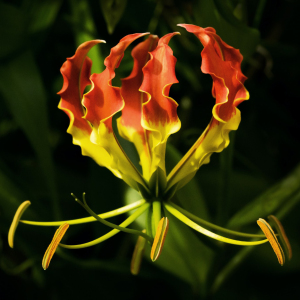 Gloriosa Superba Fire Lily Seeds