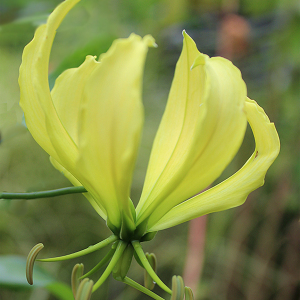 Gloriosa Superba Yellow Flame Lily Seeds