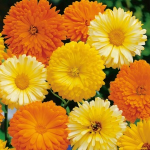 Calendula Officinalis Art Shades Mixed Seeds Marigold