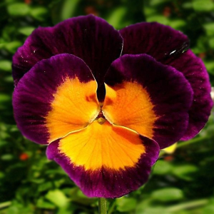 Pansy Jolly Joker Viola Wittrockiana Seeds