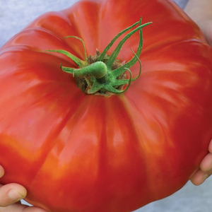 Tomato F1 Gigantomo Solanum Lycopersicum Seeds
