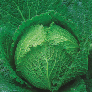 Cabbage F1 Tundra Seeds