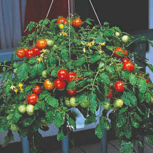 Tomato F1 Tumbler Seeds
