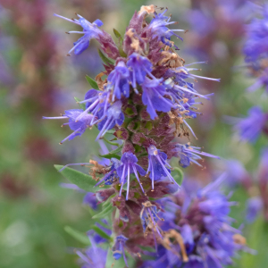 Hyssopus Officinalis Hyssop Seeds Hardy Perennial Herb Shrub