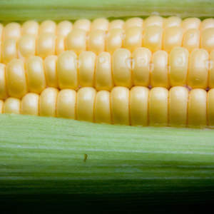 Sweetcorn F1 Swift Seeds