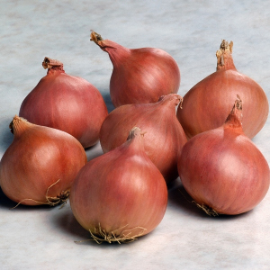 Shallot F1 Matador Seeds