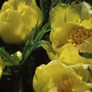 Yellow Tree Peony Paeonia Lutea ssp. Ludlowii Seeds