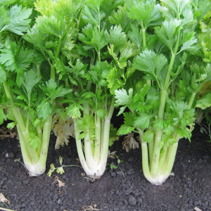 Celery Golden Self Blanching Seeds