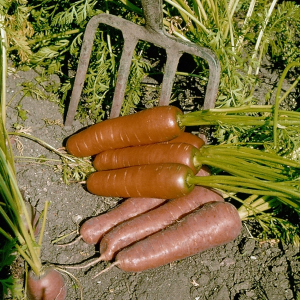 Carrot F1 Flyaway Seeds Carrots