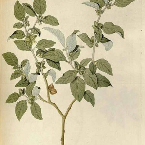 Indian Ginseng Withania Somnifera Seeds Ashwagandha