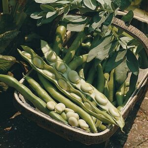 Broad Beans 'Bunyards Exhibition' Broad Bean Seeds