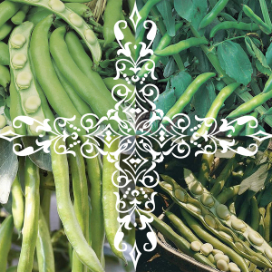 Broad Beans Seeds 4 Pack; Sutton Dwarf, Aquadulce Claudia, Masterpiece & Bunyard's Exhibition Broad Bean