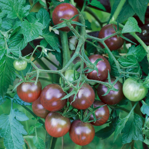 Tomato Black Cherry Solanum Lycopersicum Seeds