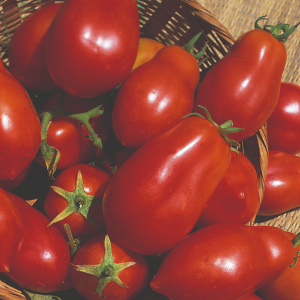 Tomato San Marzano Plum Tomato Solanum Lycopersicum