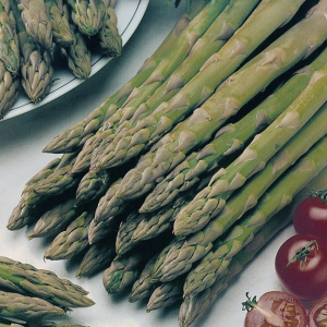 Asparagus Connovers Colossal Asparagus Officinalis Seeds