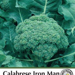 Calabrese Iron Man F1 Seeds in Pictorial Packet