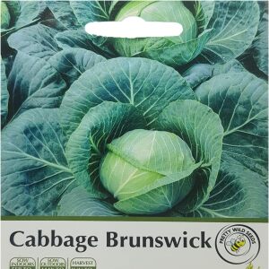 Cabbage Brunswick Brassica Oleracea Seeds Very Large cabbage