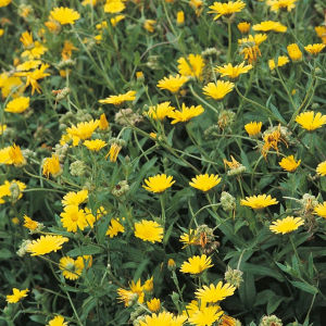 Pot Marigold Calendula Officinalis Hardy Annual Seeds