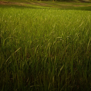 Super Micro Meadow Grass Lawn Seed Mix Low Maintenance Lawn