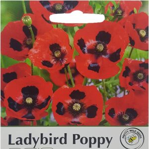 Pictorial Ladybird Poppy Papaver Commutatum Annual Seeds