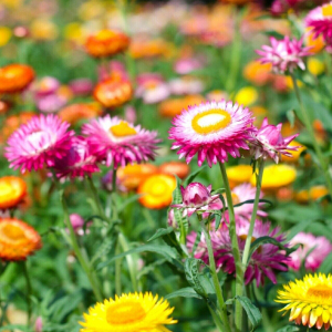 Strawflower Tom Thumb Mixed Seeds