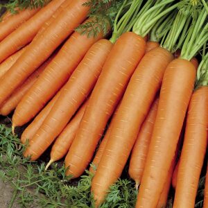 Carrot Nantes 2 Organic Seeds