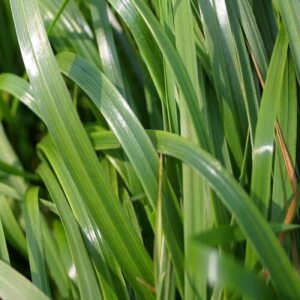 Westerwolds  Ryegrass Grass Seed