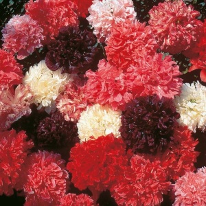 Papaver Somniferum – Double Poppy Mix