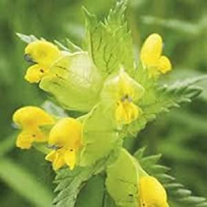 Yellow Rattle Larger Packets Wholesale