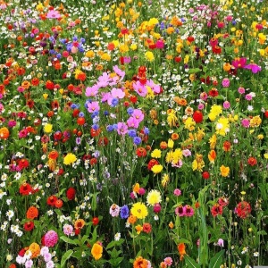 Meadow mix 149a Pure wild flowers Summer Mix