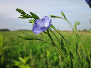 Linum usitatissimum Common Flax, Linseed