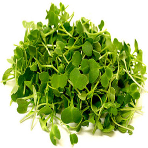 12 Packets Micro Green Sprouting Seed Collection Juicing Tatsoi Mizuna,Chard,Bulls Blood,Celery,Red Cabbage etc