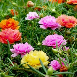 Portulaca Grandiflora Double Mix Perennial