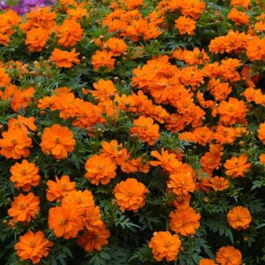 Sulphur Cosmos  Vibrant Annual