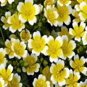 Limnanthes Douglasii Poached Egg Plant Seeds