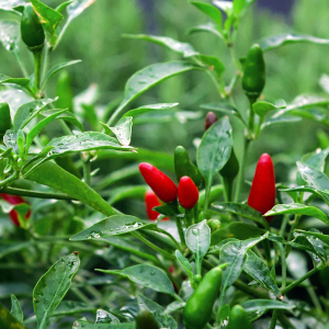 Bird Eye Italico Chilli Pepper Seeds