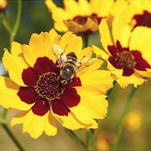 Cosmidium Burridgeanum Brunette Seeds